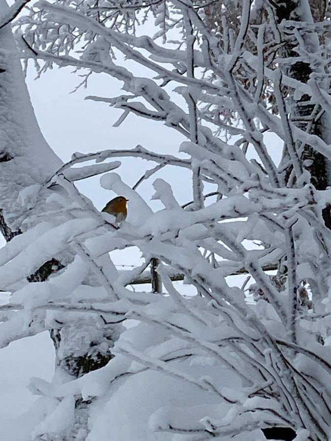 Chalet Le Grand Cerf Bullange Kültér fotó
